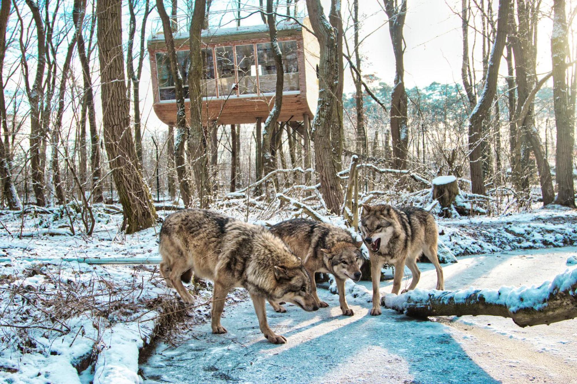Tree Inn - Das Baumhaushotel Dörverden Eksteriør bilde